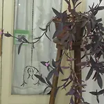 Rosella Bianchi 3* Palermo