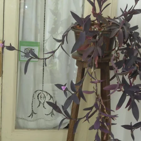 Rosella Bianchi 4* Παλέρμο